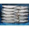 Fish Fish Pacific MacKerel Taille 200 300G